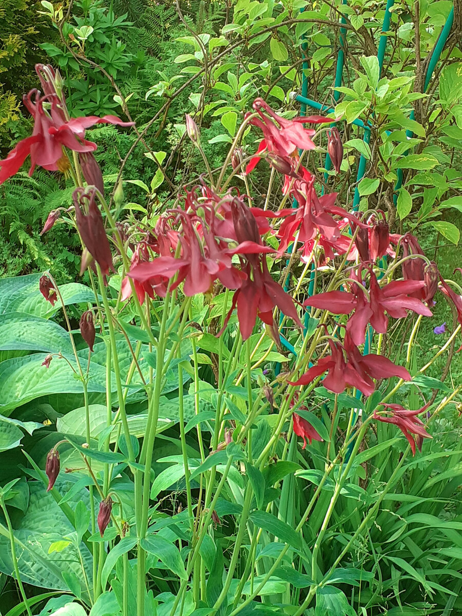 Аквилегия в моем саду 
