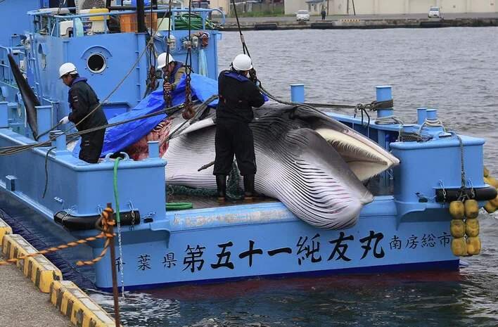 Японские китобои.