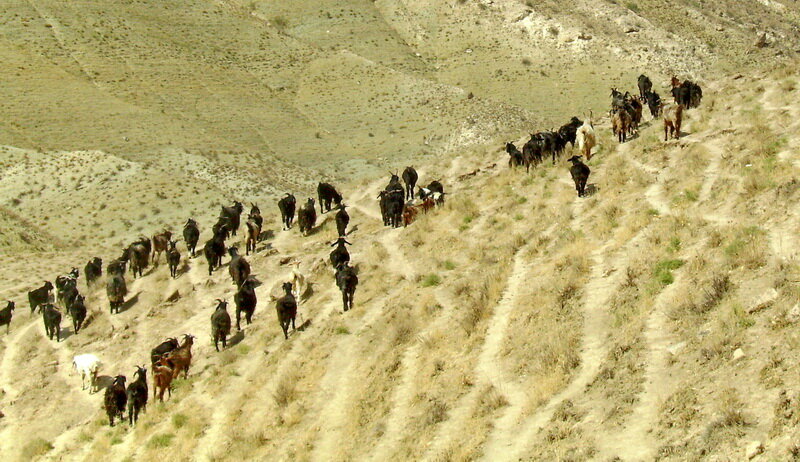 Баранье-козлиное стадо на выпасе. Южный Узбекистан. Фото автора.