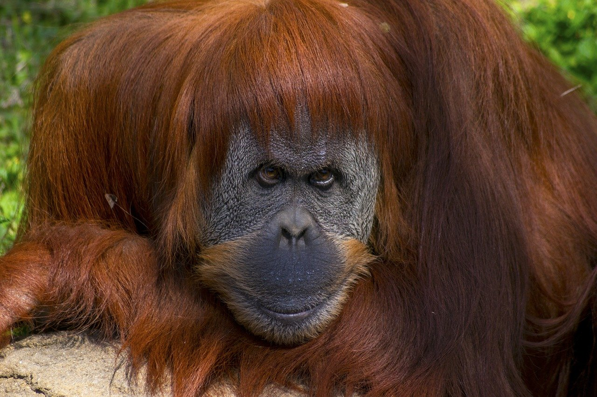 один из предков по дарвину бориса джонсона- сходство даже в прическе