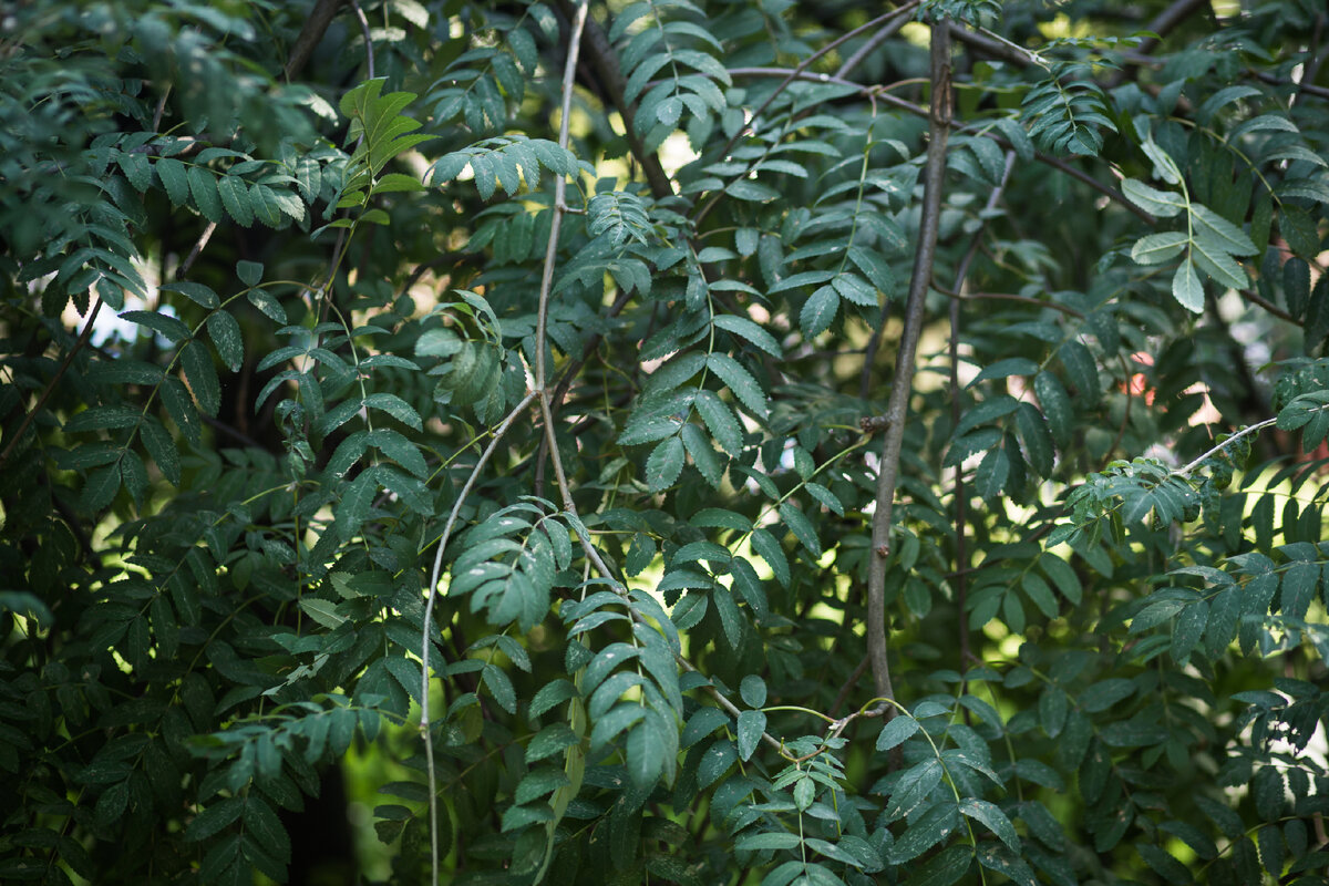 Александровский Сад, г. Санкт-Петербург. Рябина. Автор фото: Надежда Панова, http://nadia-photo.com