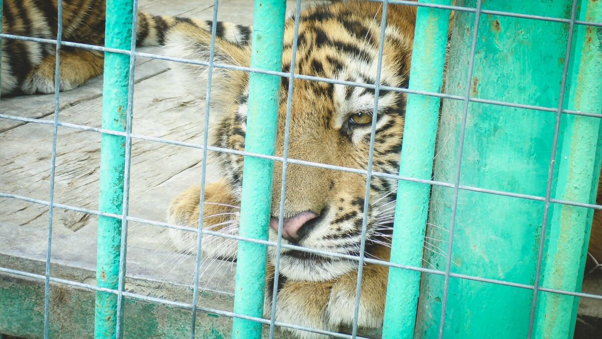     Амурская тигрица по кличке Желтобокая начала учить своих малышей взрослой жизни, а именно — правильно переходить дорогу по мосту. Ситуацию обсудили специалисты центра «Амурский тигр» в Примрье