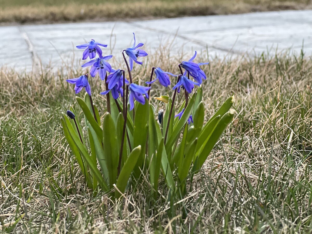 Пролеска сибирская