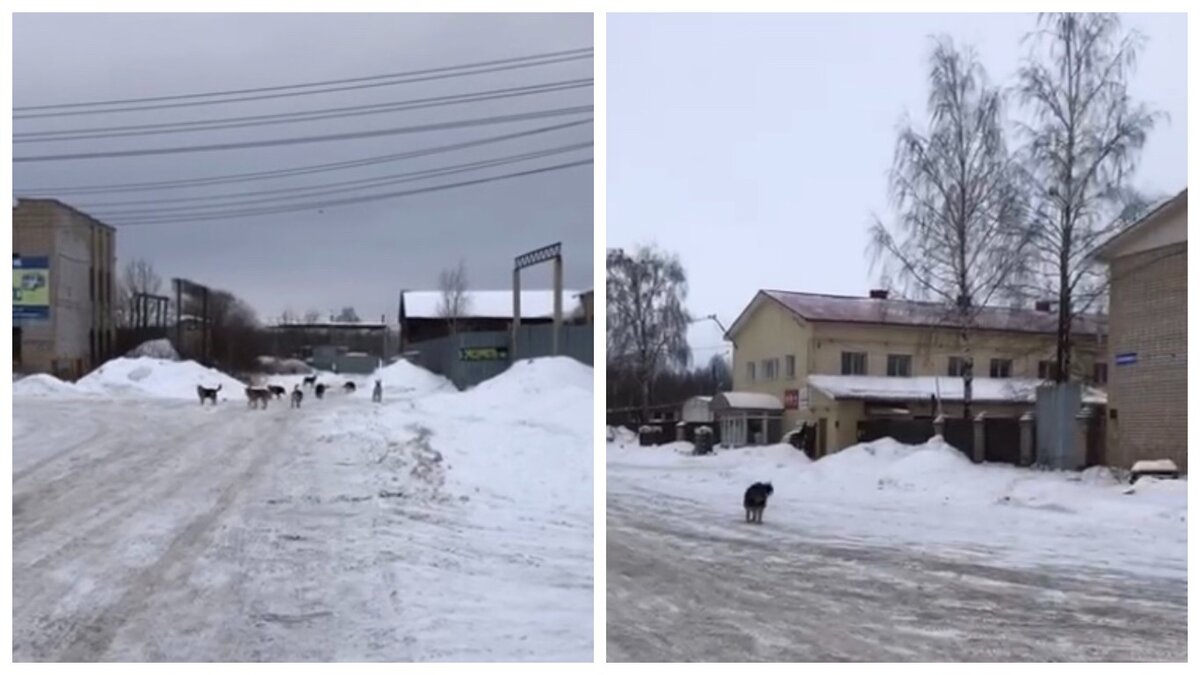 Одичавшие, не имеющие настоящего дома, несчастные и от того озлобленные собаки яростно кидаются на всех чужаков на территории.