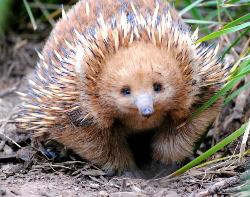 Собственно - это оно - ехидна))