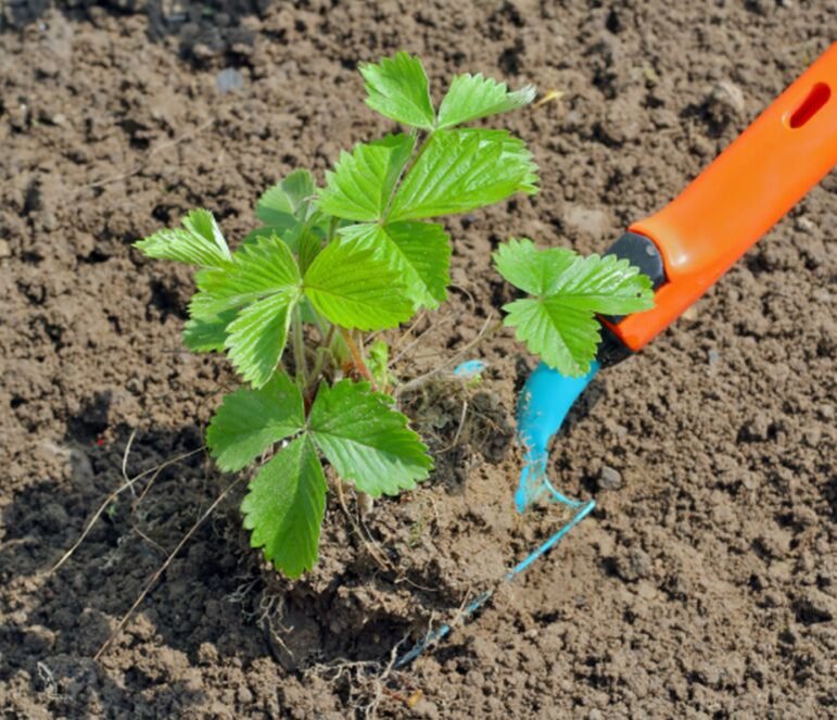 Многие сорта клубники раз в 3-4 года надо обязательно пересаживать для омоложения
