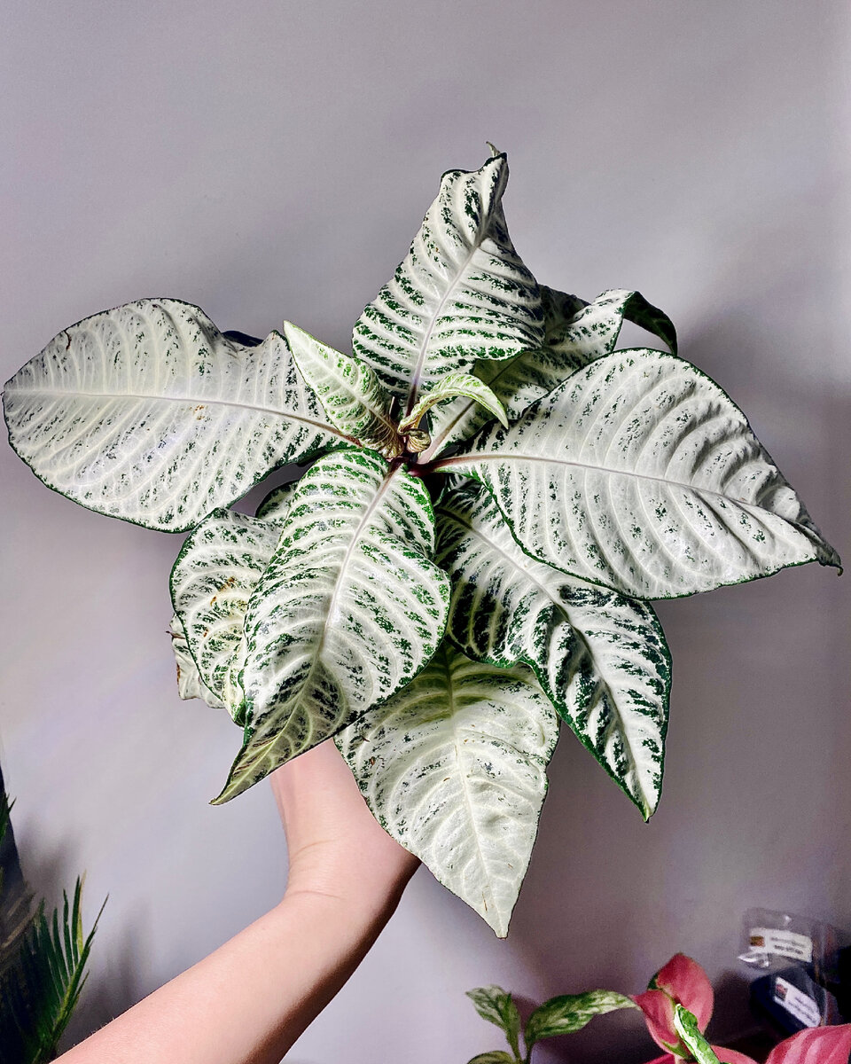 Моя афеландра White wash