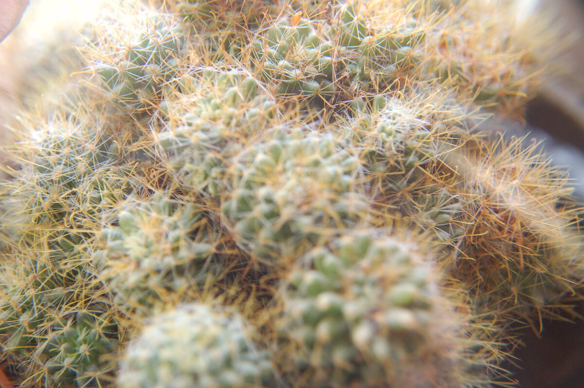 Авторское фото