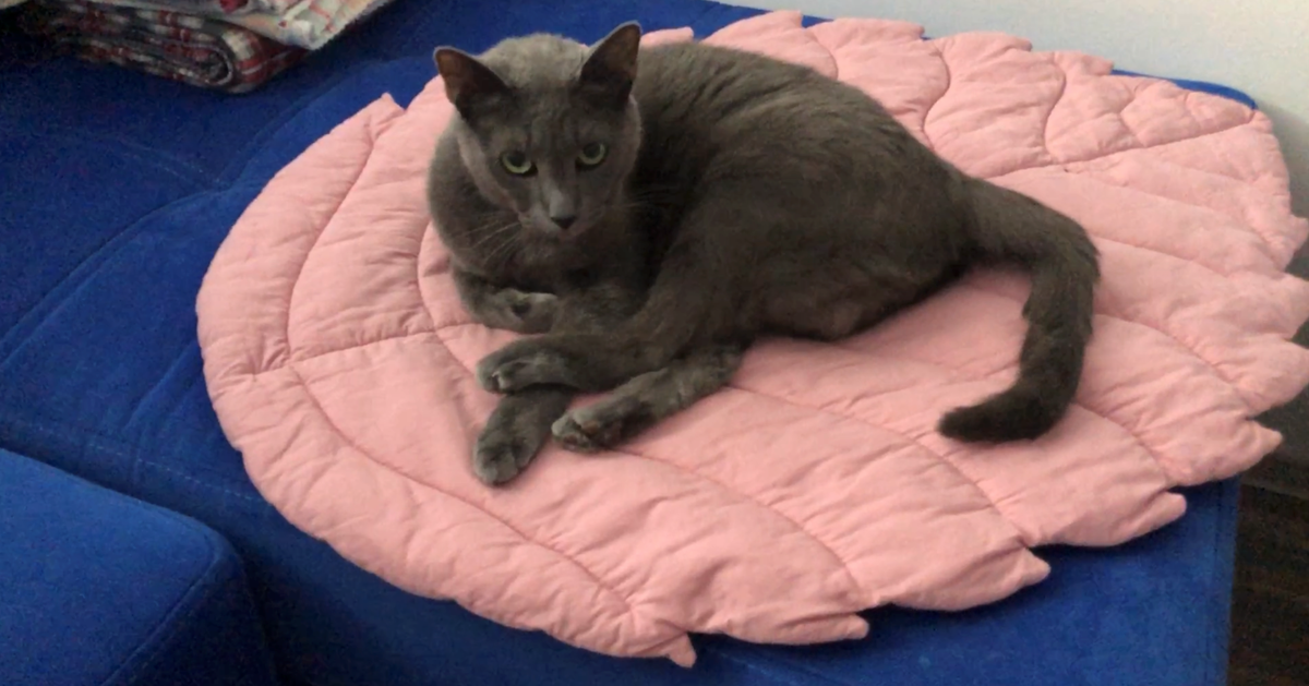 русская голубая Благомир