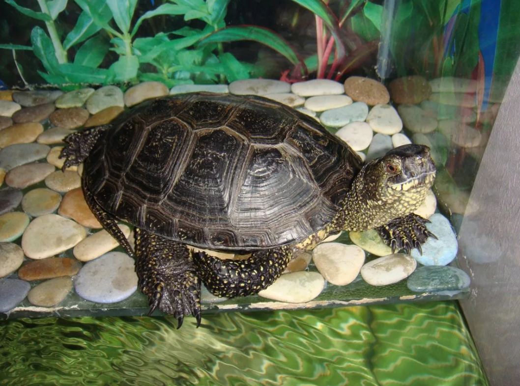 Черепашка в искусственном пруду