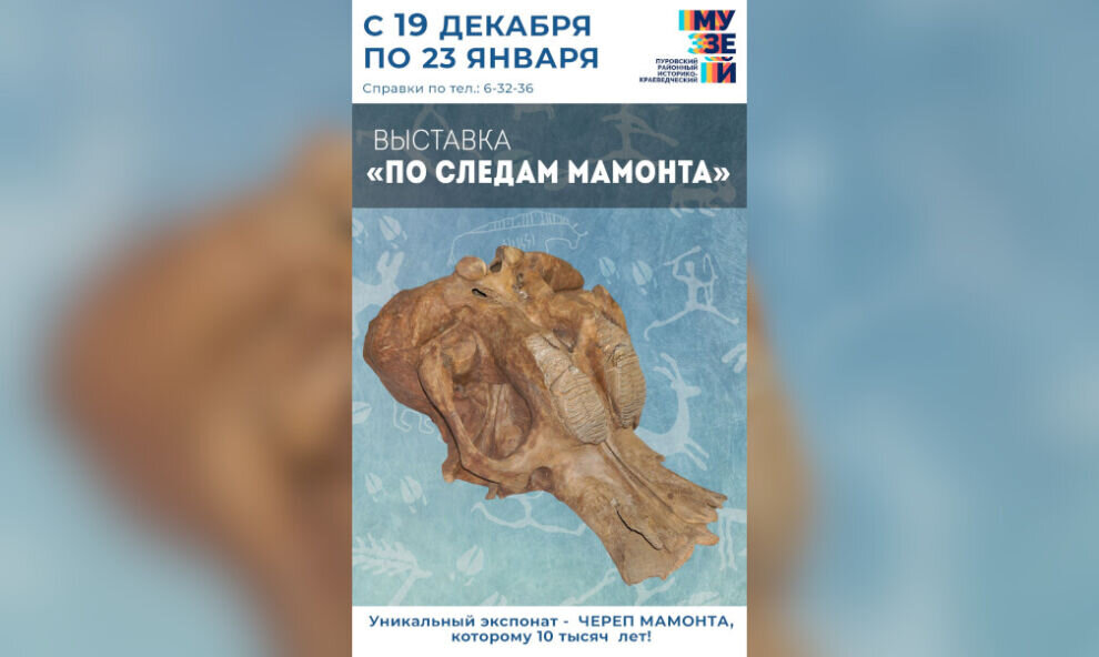    В музее Тарко-Сале открылась выставка «По следам мамонта»