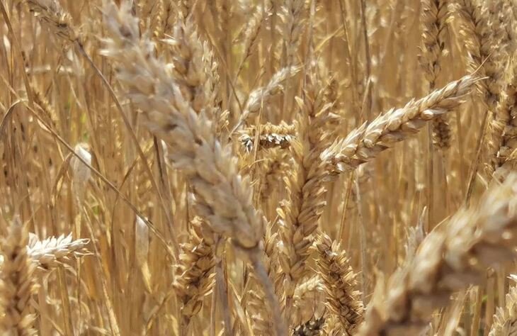    Первую в России карту российских ИТ-решений для зерновой отрасли презентовал КРОК