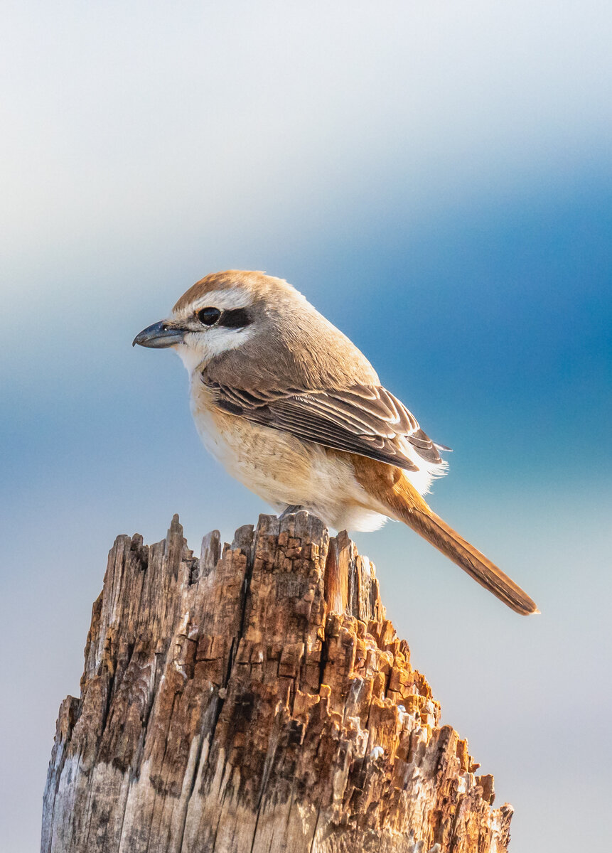 Стерх -журавль якутии. Крупные птицы в сибири в хвойных. Сибирская завирушка (prunella montanella). Siberian bird. Siberian bird.