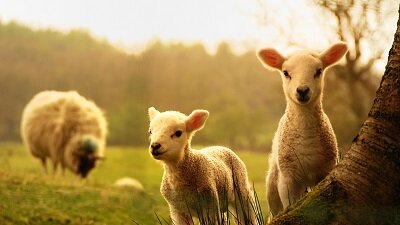   Овцы - из тех немногих представителей животного мира, в отношении которых сложился крайне несправедливый стереотип. Почти всё, что мы о них думаем - неправда.