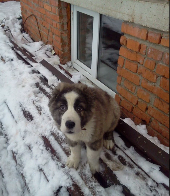 Амуру 1 месяц