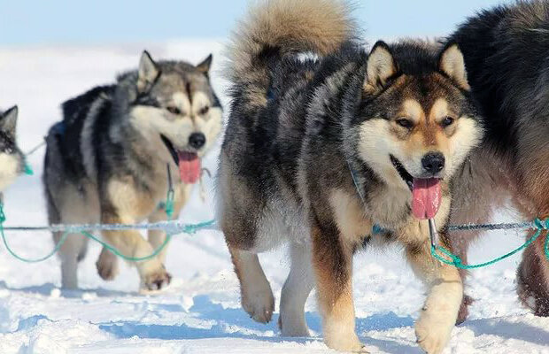 Чукотская ездовая