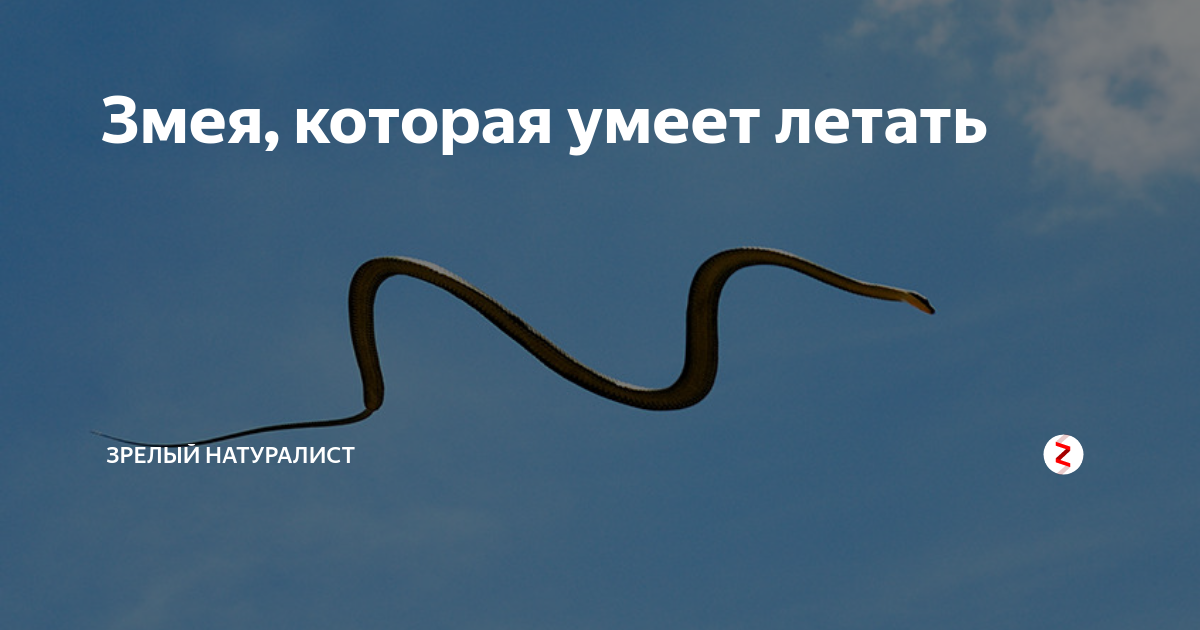 Змея, которая умеет летать | Кафедра дядюшки Почему | Дзен