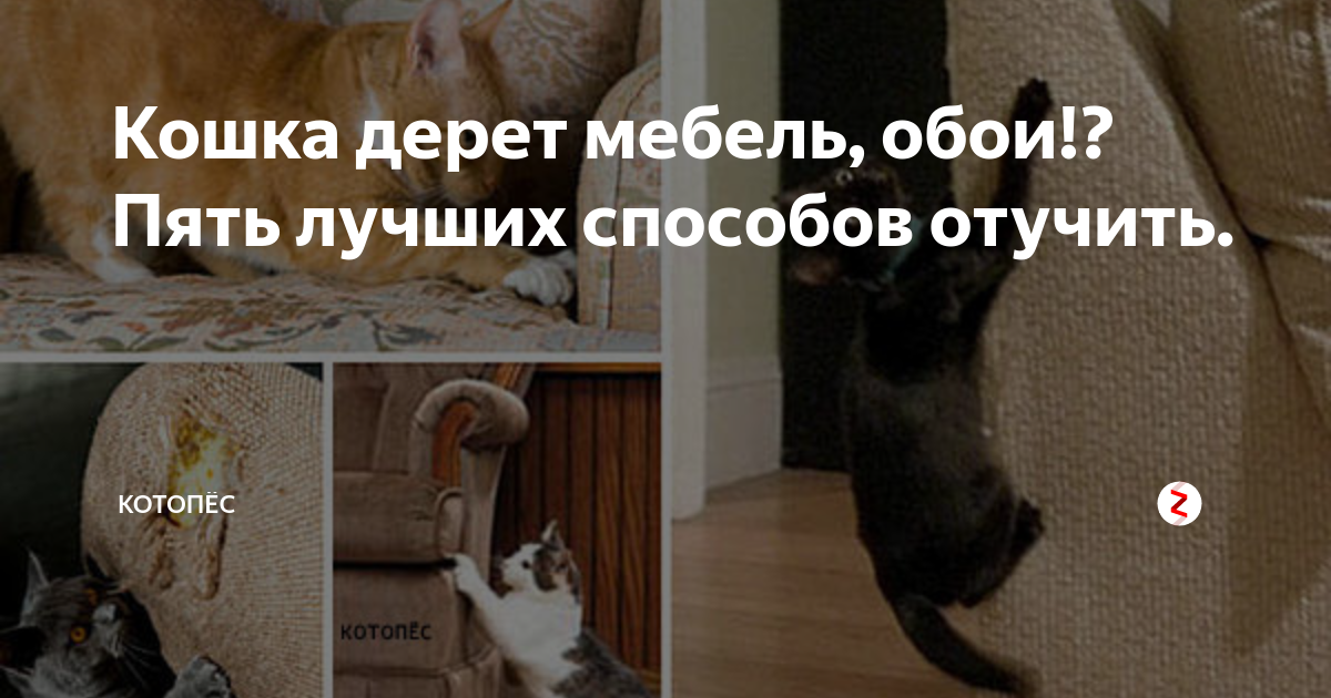 Как отучить котенка драть