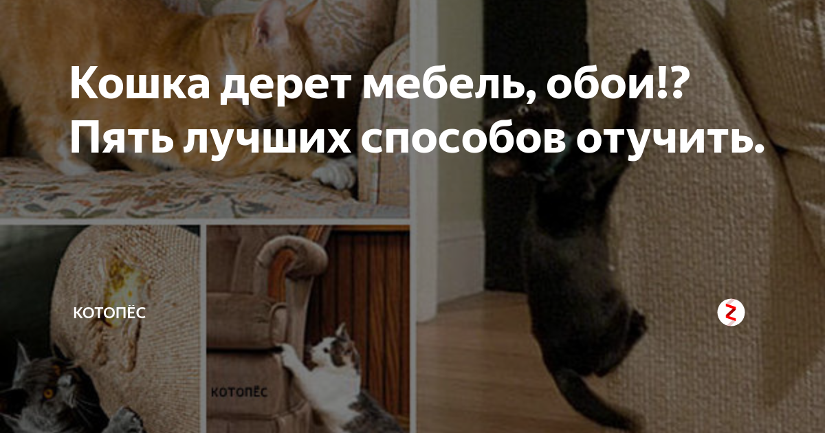 Кошка дерет мебель. Кошка подрала мебель. Кошка царапает мебель. Кошка ободрала обои.