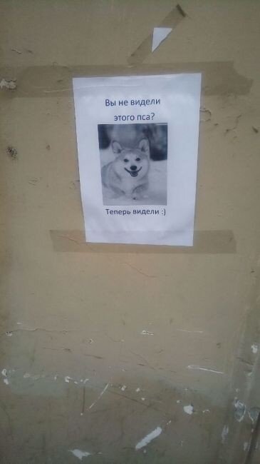 Пропавший пёс