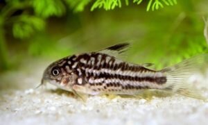 Сомик зеленый: особенности содержания и разведения