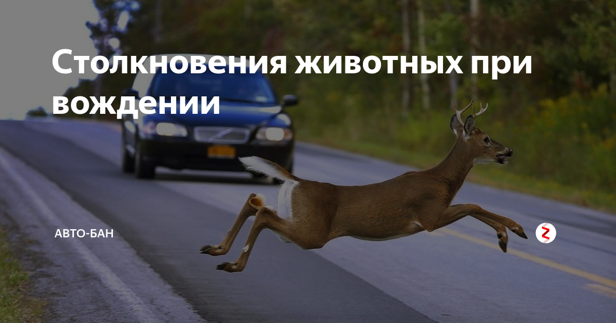 Бан машина