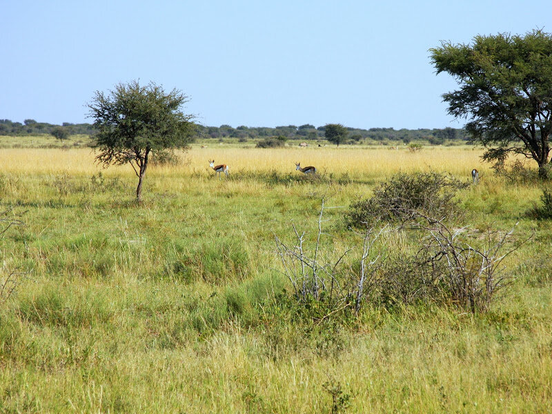  

Ну, например, всяких любопытных птичков... Не знаю как эти называются, лень лезть в Интернет, но уж больно славные! :-) 
