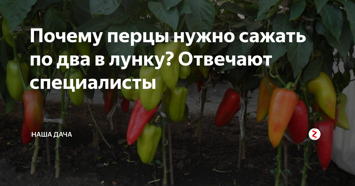 На каком расстоянии сажают болгарский перец