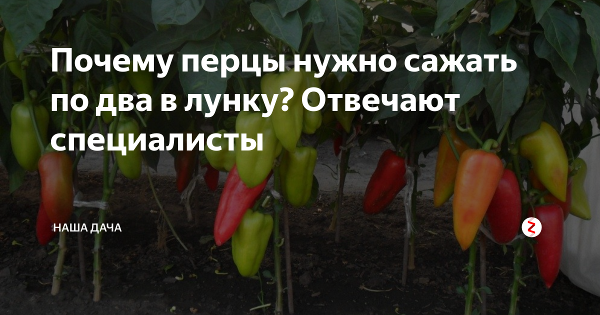 Когда высаживать горький перец в открытый грунт. Посадка перца. Перцы сладкие на посадку. Посадка перца по два в одну лунку. Болгарский перец в теплице.