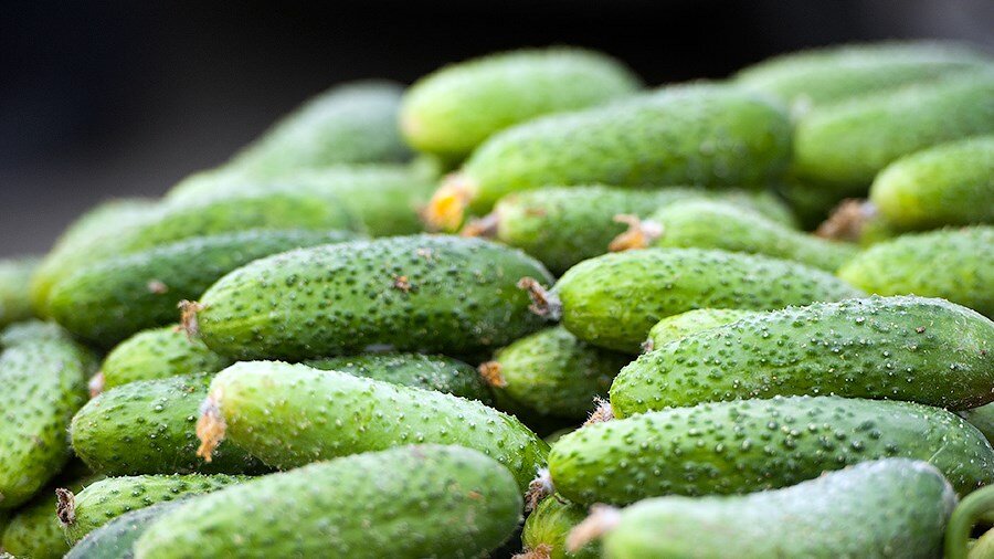 Огурцы для консервирования