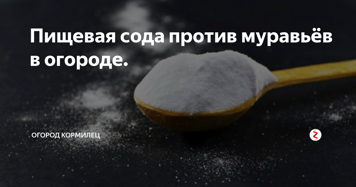 Пищевая сода от муравьев. Сода пищевая от муравьев в саду и огороде.