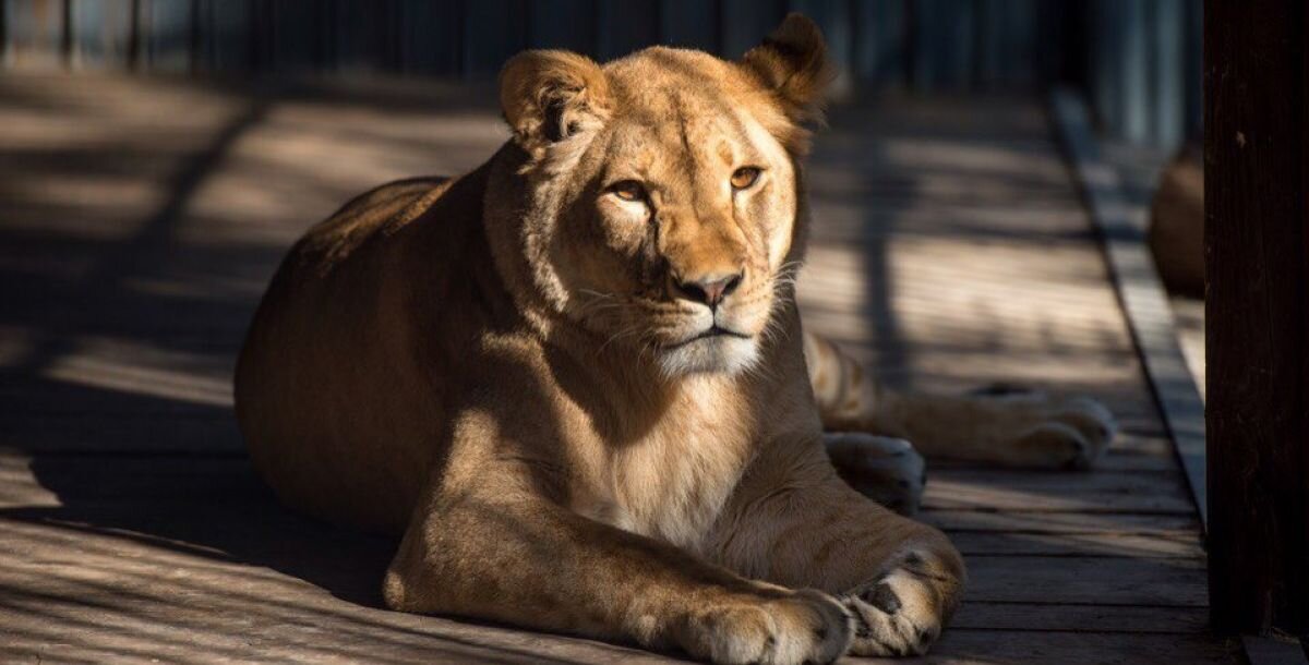 Фото: zoopark-rostov.ru