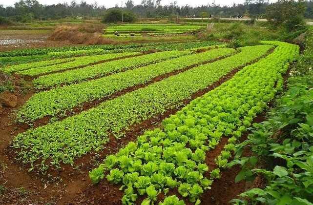 Сидераты для озимого чеснока позволяют улучшить качество почвы, защитить посадки от вредителей и в результате получить хороший урожай. Наиболее распространенным растением для улучшения участка для посадки является горчица, однако и кроме нее, есть и другие травы, которые с успехом используются в качестве сидератов.