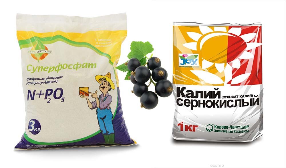 Подкормка смородины.
