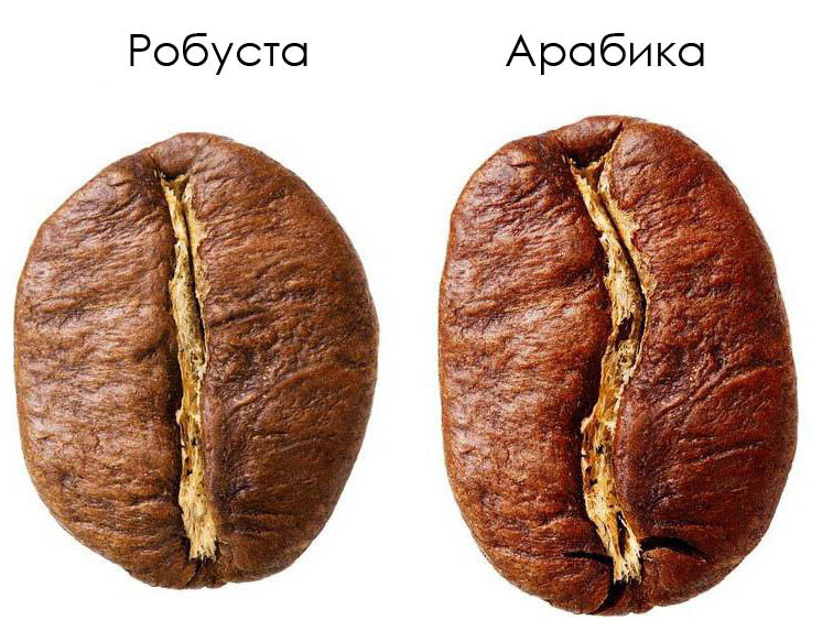 Зерно арабика и робуста фото