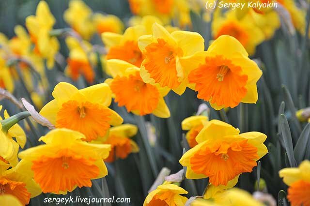 Нарцисс Akita