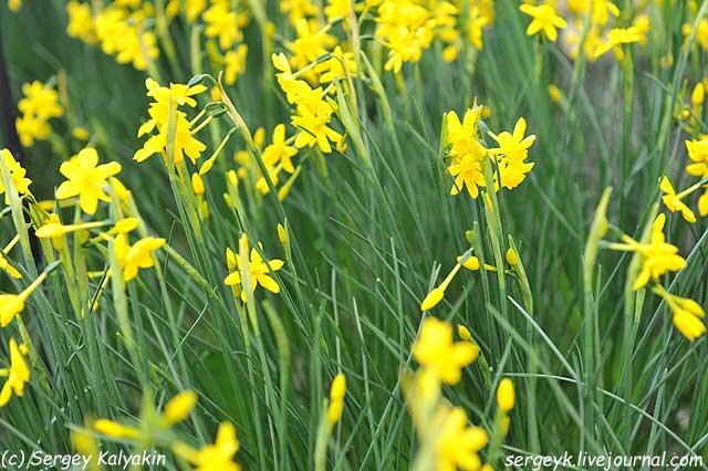 Нарцисс Twinkling Yellow