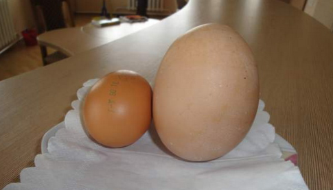 Вес яйца 173 грамма. Источник: sb.by