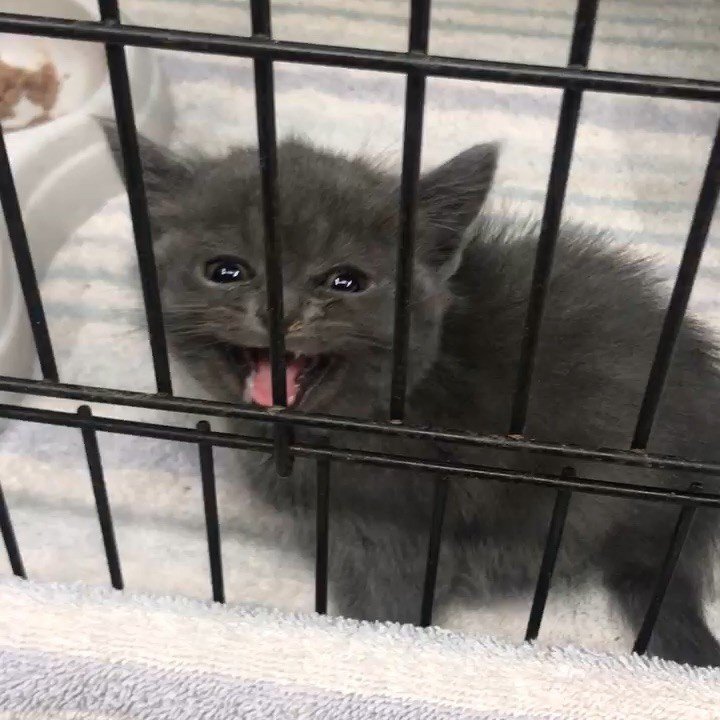 The Odd Cat Sanctuary