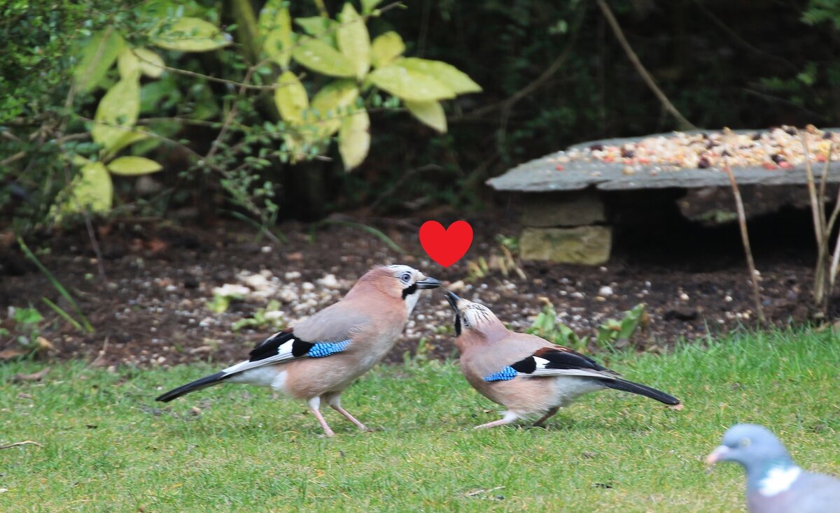 © community.rspb.org.uk