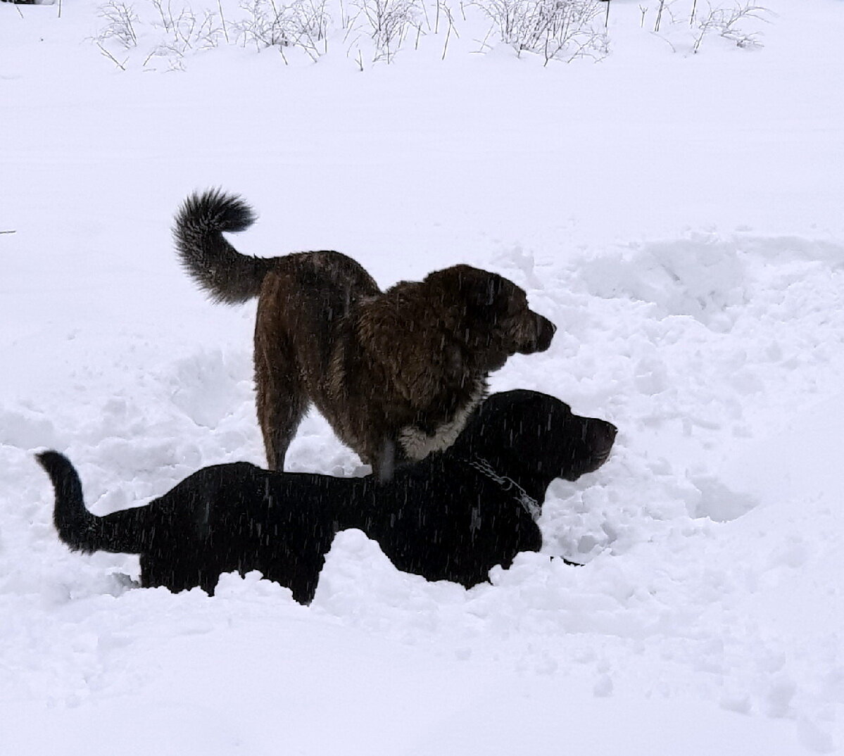 На прогулке Барт и Бон. Барт, тот, что в снег пузом улегся.