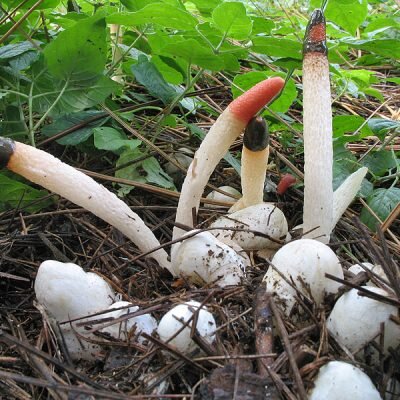 Похоже на Мутинус собачий (но есть сомнения). Фото не моё, взято из открытых источников.