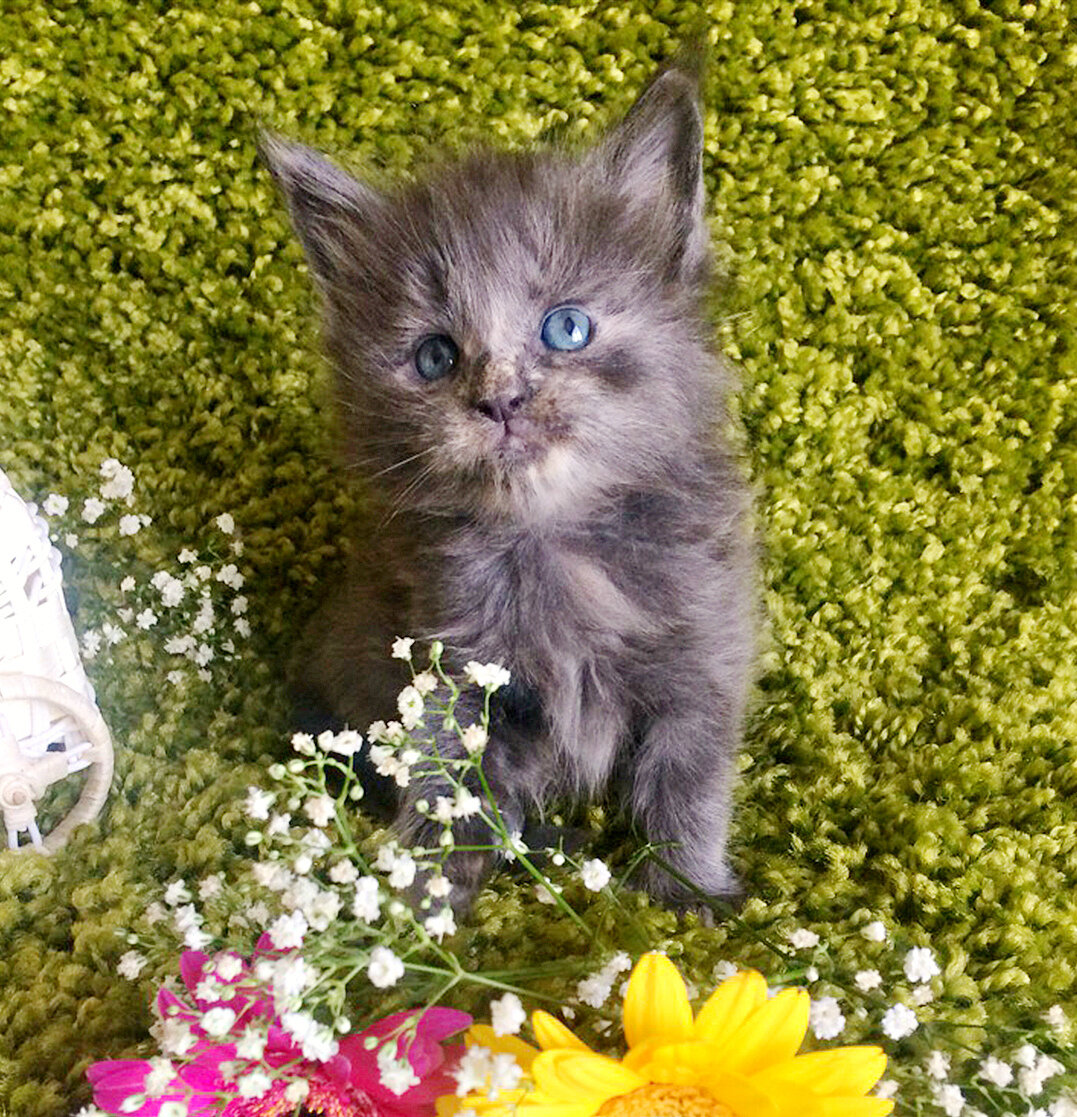 Фото котёнка из питомника Adamand-coon