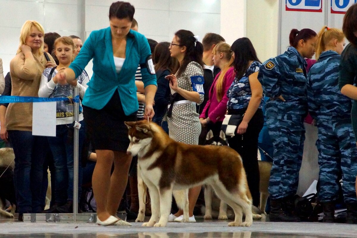 Гарри 9 мес. на выставке Россия 2014. 