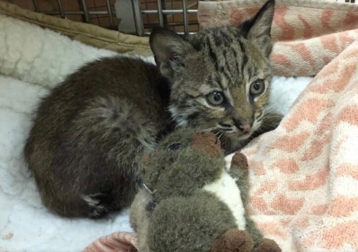 Из поиска Яндекс