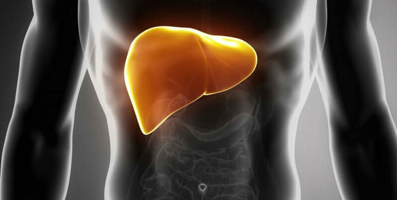 Liver