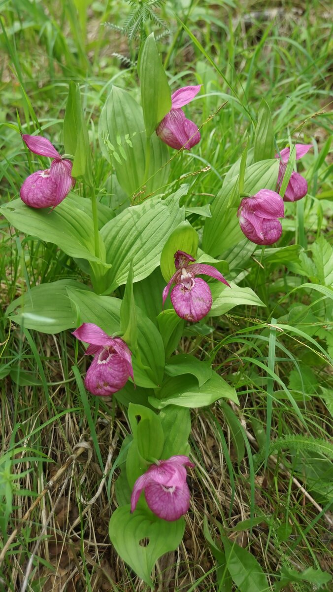 Венерин башмачок крупноцветковый. Фото Элинор Пэйт