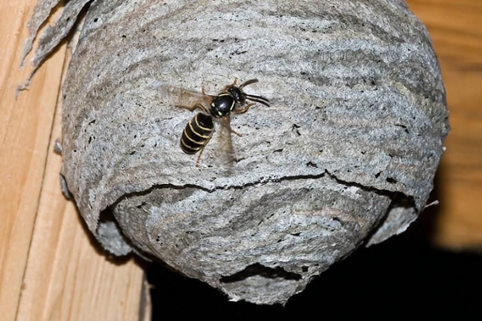 Домашние насекомые пчелы. Осиное гнездо осы. Улей осы. Осиное гнездо в доме.