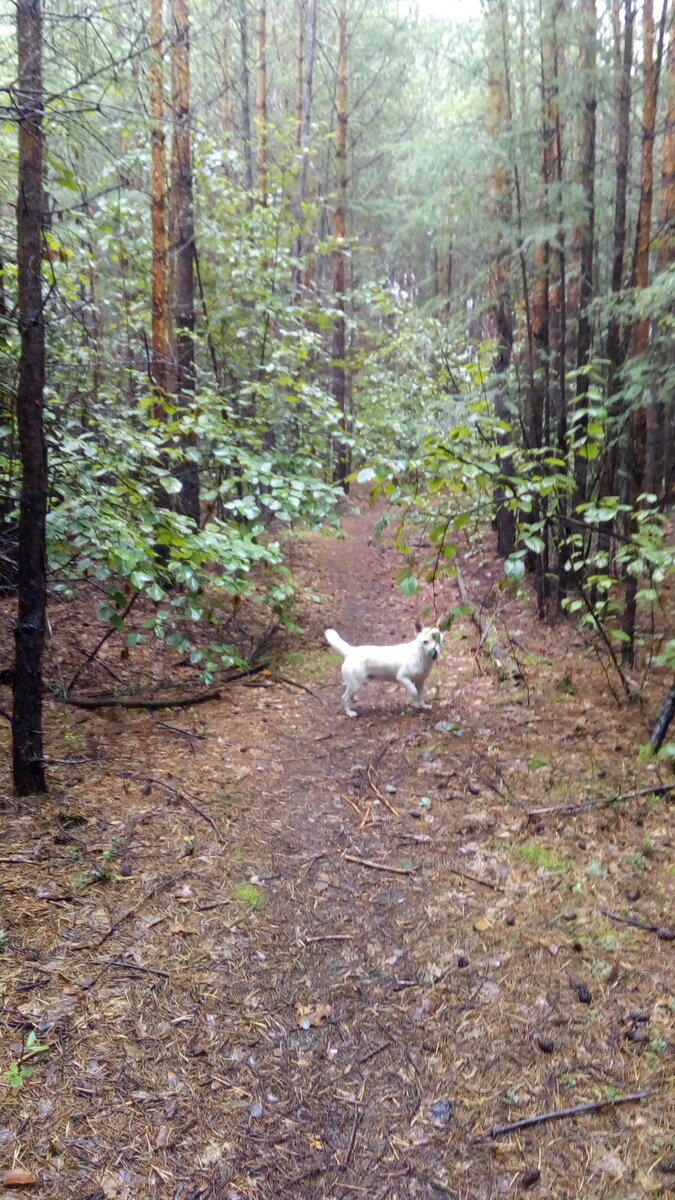 Мой верный друг по клички "Чип".
