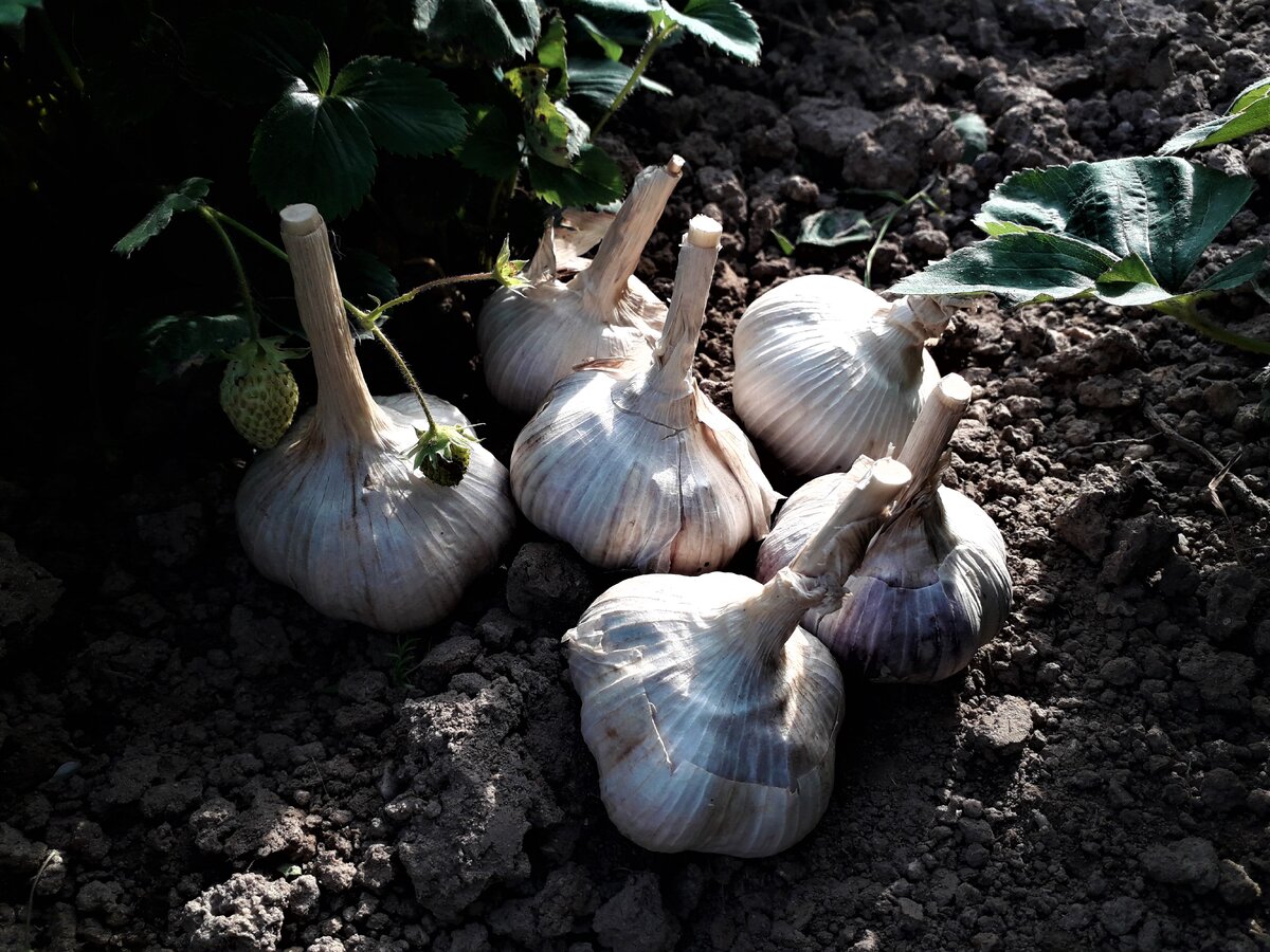 САдовая земляника, сорт "Полка", 09.09.19.